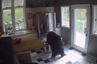 Медвјед ушао у кућу у Конектикату  и "украо" лазање ВИДЕО