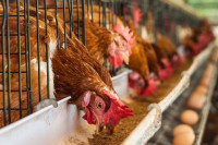 Произвођачи пилетине и јаја у Српској стали на ноге