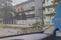 Izbjegnuta tragedija u Banjaluci: Drvo "za dlaku" moglo da padne na automobil u pokretu