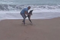 У Будви море избацило младунче делфина, спасио га мушкарац