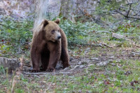 Medvjed ometa saobraćaj na auto-putu