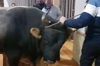 Vlasnik objasnio otkud bik u kafani na Manjači (VIDEO)