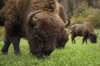 Italija poklanja dva bizona najvećem evropskom rezervatu prirode