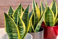 Ove tri ukrasne biljke štite od virusa