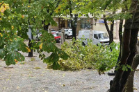 Олујни вјетар у Требињу поломио дрво на градској пијаци