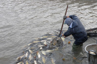 Рибњаци “Саничани” и “Прњавор” продајом рибе крпе плате и трошкове