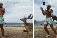 Htio da se slika sa jelenom, životinja mu polomila rebra (VIDEO)