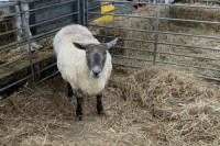 Najusamljenija ovca pronašla novi dom