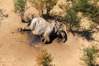 Otkriven uzrok misterioznog pomora afričkih slonova