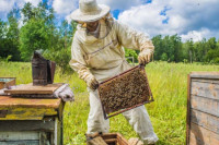 Тешка година за пчеларе и поред рекордних подстицаја