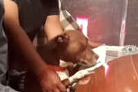 Видео пса који се опрашта од свог власника на сахрани расплакао многе