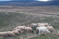 Divlje životinje napadaju stada u Glamoču