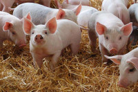 Шест кривичних пријава због промета свиња без ветеринарске документације