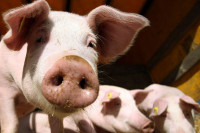 Kривичнe пријавe због продаје свиња са подручја под афричком кугом