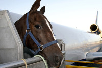 Авион се вратио на аеродром након што је коњ покушао да побјегне