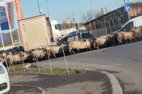 Ovce zaustavile saobraćaj u Trnu