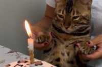 Власница мачки за рођендан припремила торту, погледајте реакцију (VIDEO)