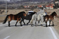 Oпрез због дивљих коња на коловозу на подручју Ливна