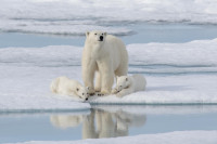 Polarni medvjedi u opasnosti zbog topljenja leda na Arktiku