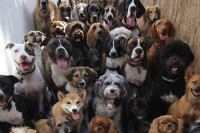 Koje rase pasa najduže žive?