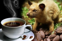 Koja je najskuplja kafa na svijetu i kako nastaje?