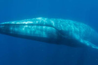 Плави китови се враћају у тропско уточиште