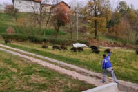 Krdo divljih svinja upalo u selo, uplašeni mještani vrištali