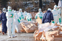 Птичији грип стигао у Србију