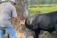 Радознало теле заглавило главу у дрвету, фармер улетио у помоћ (VIDEO)