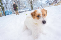 Stručnjaci upozorili: Ispod ove temperature nemojte šetati vaše pse