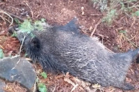 Ново масовно угинуће дивљих свиња у Српској, шири се афричка куга