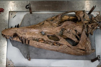 Научници пронашли огромно древно морско "чудовиште" (FOTO)