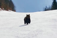 Čuvajte se medvjeda ako idete na ove skijaške destinacije!