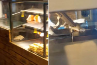 Pacovi se goste u pekari (VIDEO)