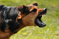 Каква је процедура када дође до угриза пса и како избјећи нападе луталица?
