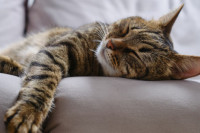 Zašto mačke toliko puno spavaju