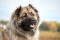 Braniće porodicu i kuću do smrti: Pas kojeg se i vukovi plaše