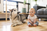 Kako se psi zaista osjećaju kada u dom dođe beba?