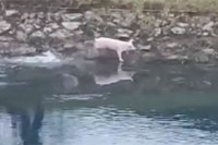 Urnebesan snimak: Prase "sa ražnja" pobjeglo u rijeku (VIDEO)