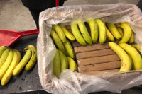 Zaplijenjeno 100 kilograma kokaina među bananama