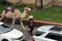 Žena izvela kamilu u šetnju Londonom (VIDEO)