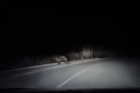 Medvjed iskočio ispred auta u Kotor Varošu (VIDEO)