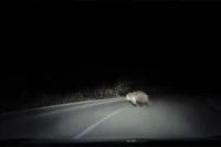 Snimljeno na putu u Srpskoj: Medvjed istrčao pred vozilo (VIDEO)