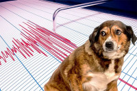Mogu li kućni ljubimci zaista predosjetiti zemljotres