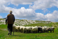 Plata 2.000 evra, ali niko neće da bude pastir