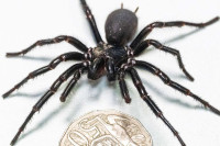 Najotrovniji pauk na svijetu pronađen u Australiji