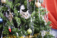 Мачка плаче јер је уклоњена новогодишња јелка (ВИДЕО)