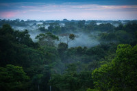 U Amazoniji otkriven ogroman drevni grad
