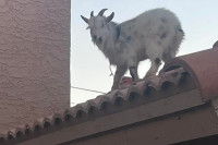 Ватрогасци јурили козу по крову куће (FOTO)