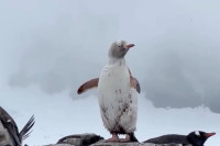 Пингвин какав се ријетко виђа прошетао Антарктиком (ВИДЕО)
